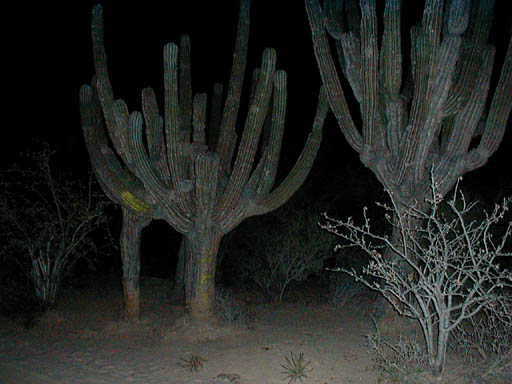P1010019